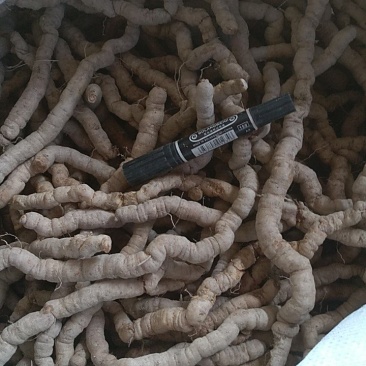 特大巴戟，一手货源，量大有优惠，全部都是手指那么大的哦