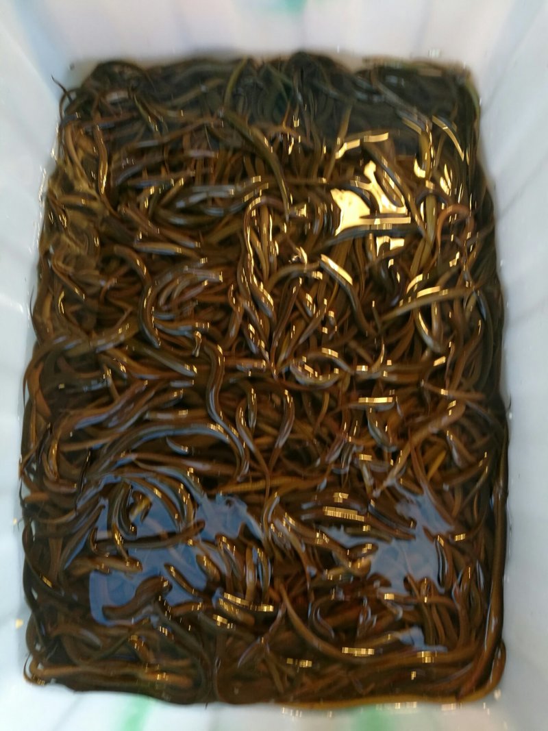 黄鳝苗，云南出售黄鳝苗，量大可免费送货。