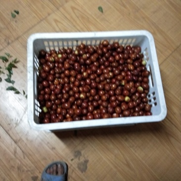 金丝大枣