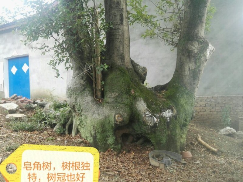 皂角树