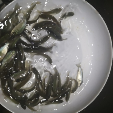 宝石鲈鱼苗