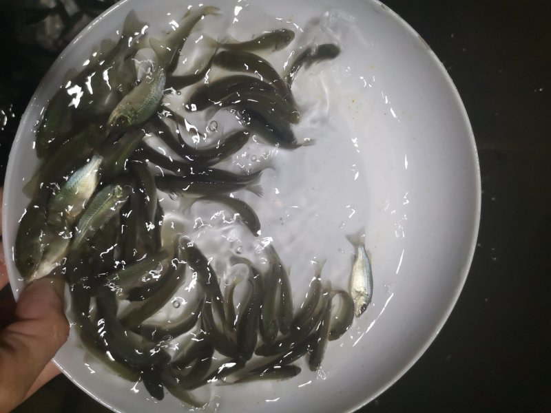 宝石鲈鱼苗