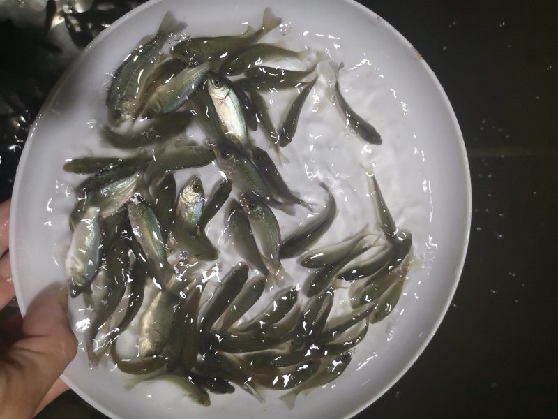 宝石鲈鱼苗