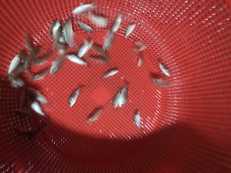 宝石鲈鱼苗
