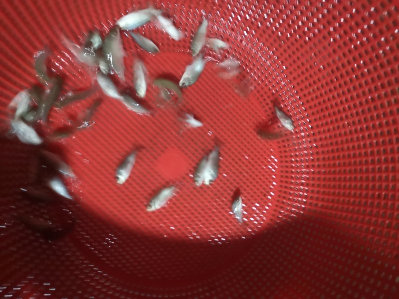 宝石鲈鱼苗