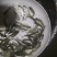 宝石鲈鱼苗