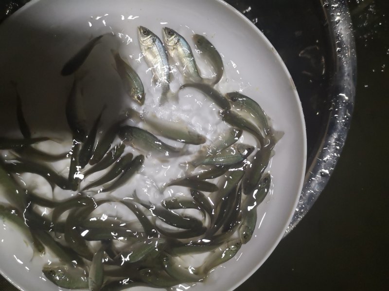 宝石鲈鱼苗