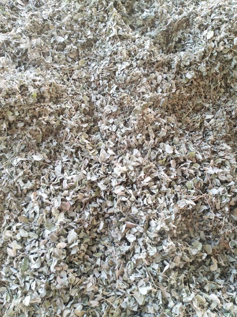 金钱草
