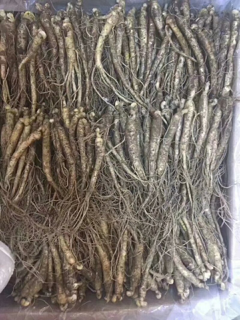 鲜人参