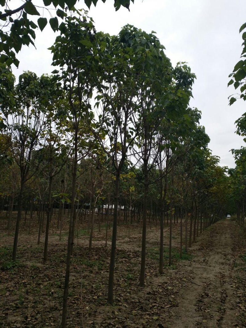 楸树2500棵，直径8-12公分
