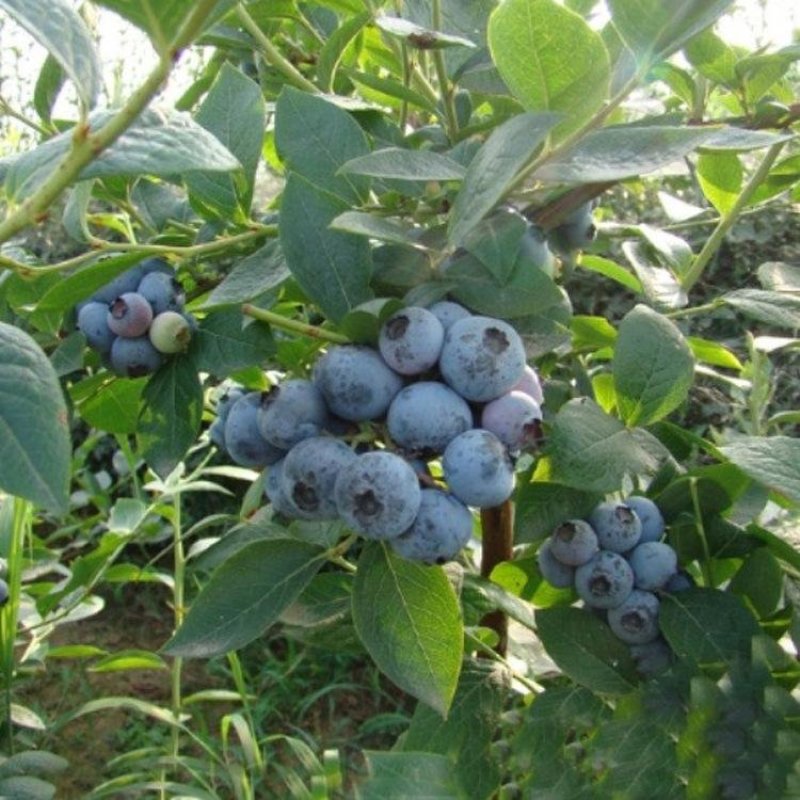 蓝莓苗杯苗60至100公分高