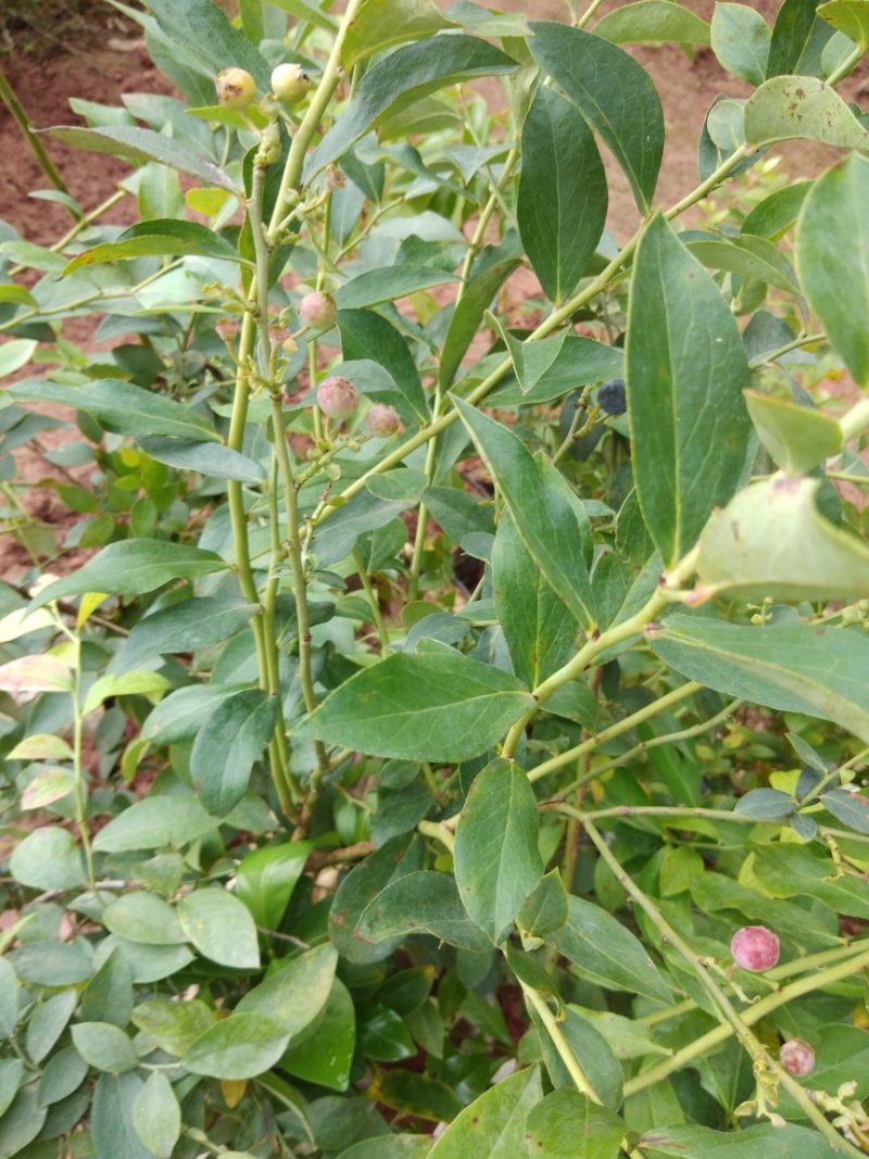 蓝莓苗杯苗60至100公分高
