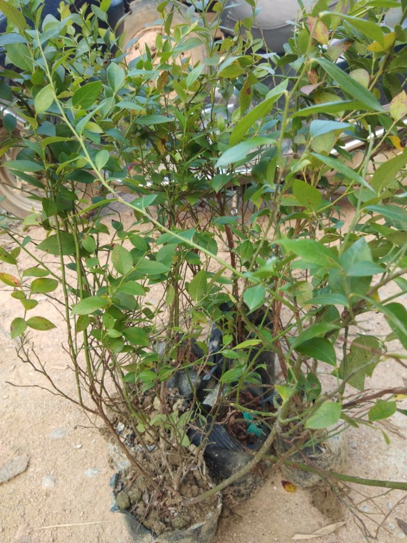 蓝莓苗杯苗60至100公分高