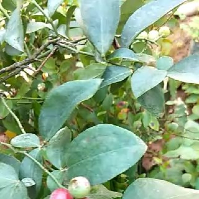 蓝莓苗杯苗60至100公分高