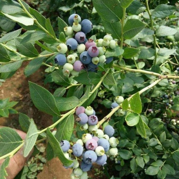 蓝莓苗杯苗60至100公分高