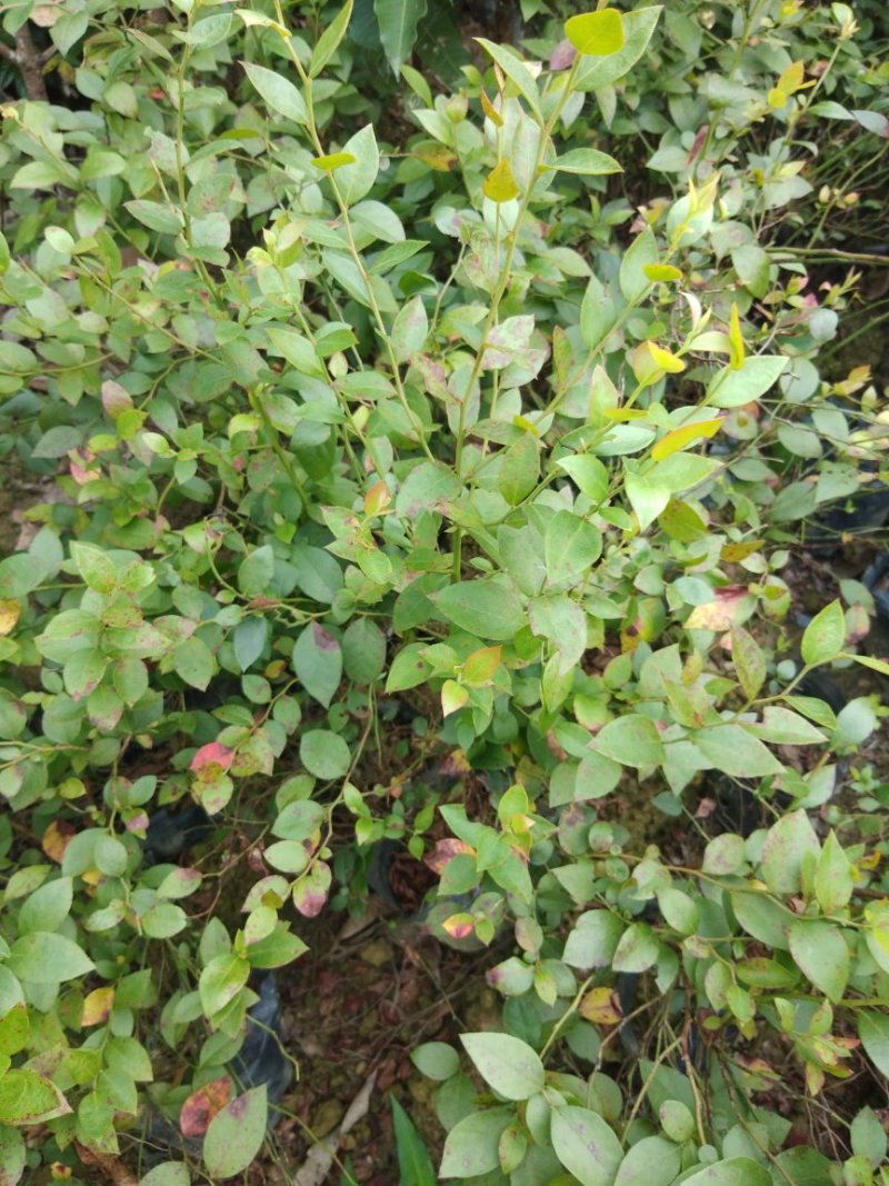 蓝莓苗杯苗60至100公分高