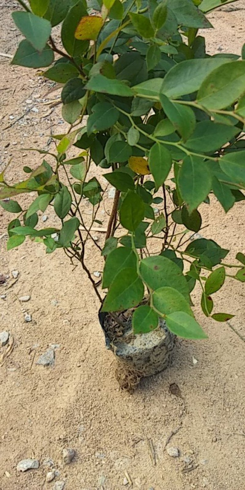 蓝莓苗杯苗60至100公分高