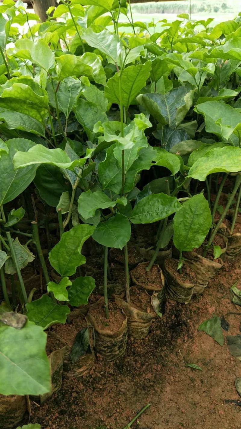 哥伦比亚黄金百香果种苗20~30cm