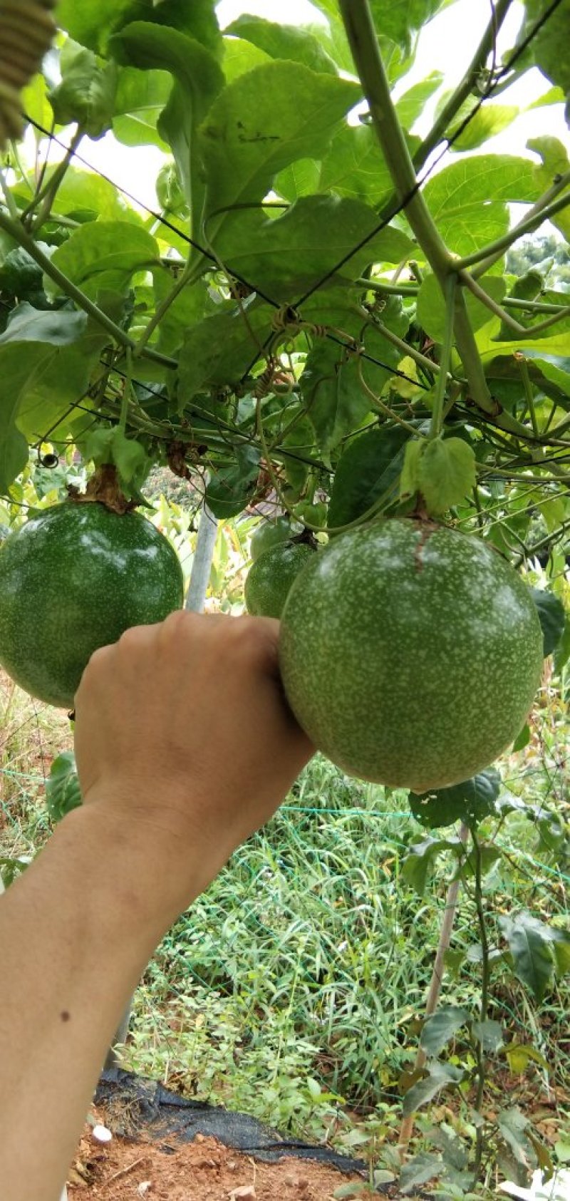 巴西黄金巨无霸百香果苗