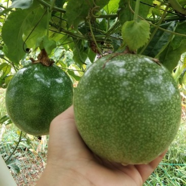 巴西黄金巨无霸百香果苗