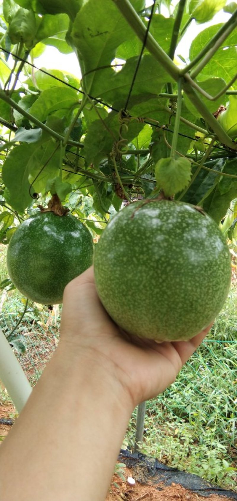 巴西黄金巨无霸百香果苗