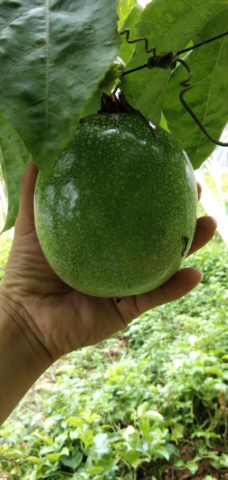巴西黄金巨无霸百香果苗
