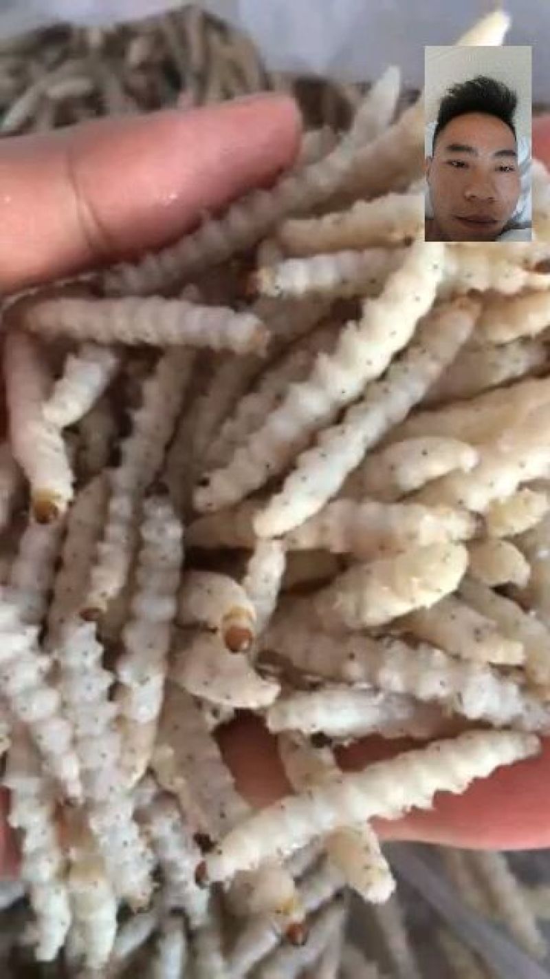 蜂蛹，竹虫，柴虫，