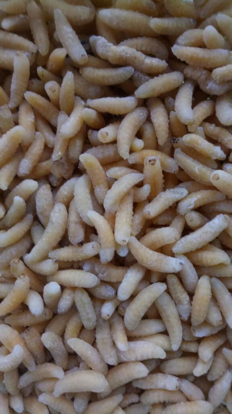 蜂蛹，竹虫，柴虫，
