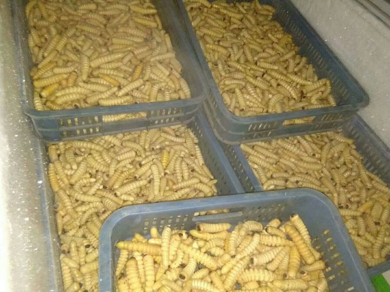 蜂蛹，竹虫，柴虫，