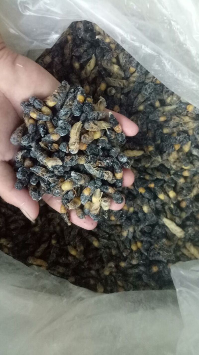蜂蛹，竹虫，柴虫，