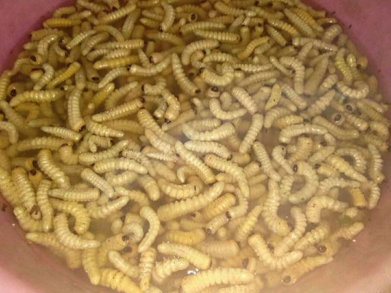 蜂蛹，竹虫，柴虫，
