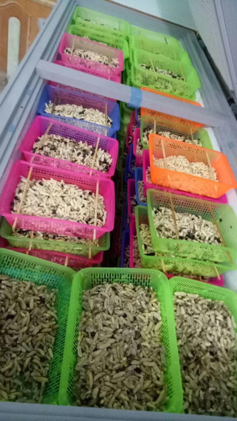 蜂蛹，竹虫，柴虫，