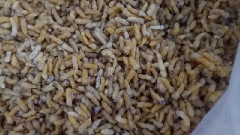 蜂蛹，竹虫，柴虫，