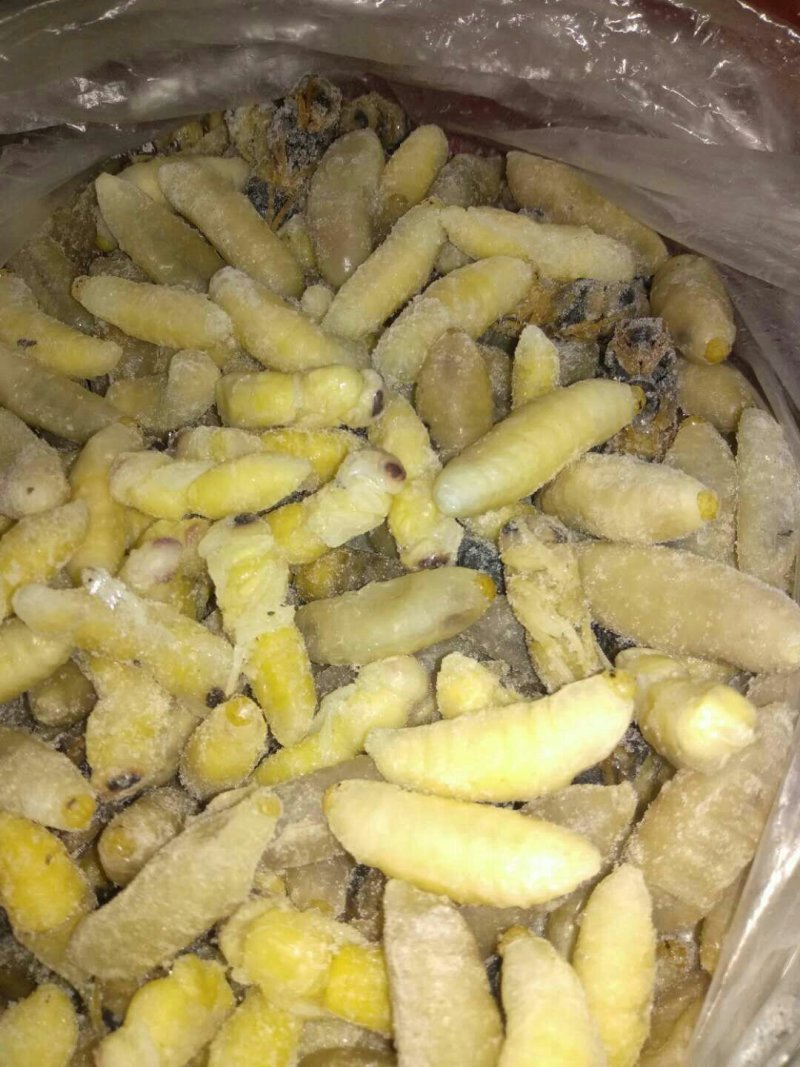 冷冻“蜂蛹”大量批发～百虫批发