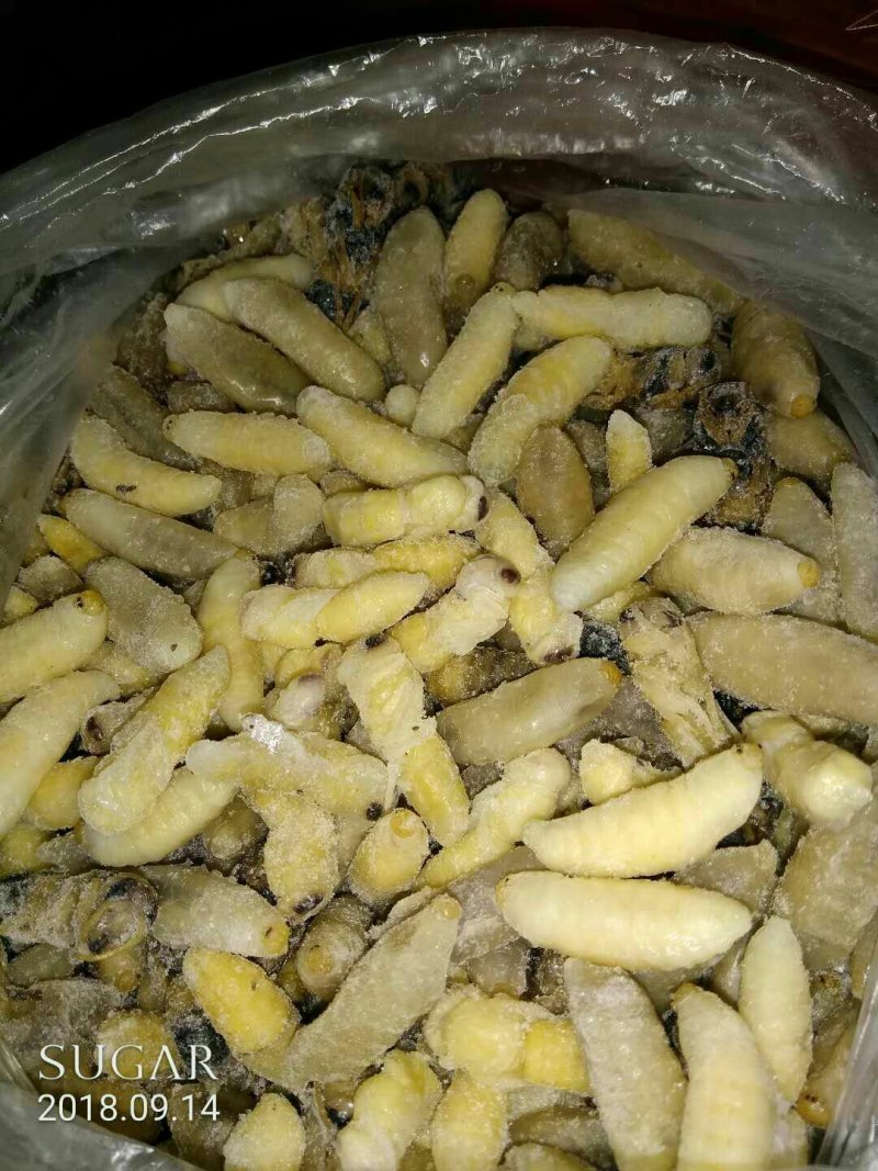 冷冻“蜂蛹”大量批发～百虫批发
