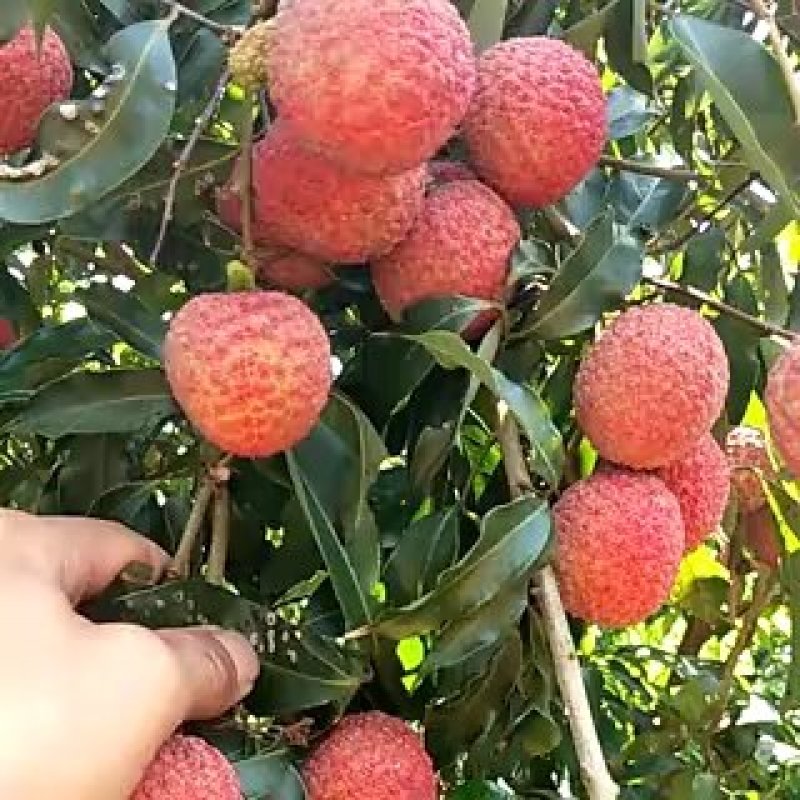 无核荔枝苗2年嫁接苗包售后种植技术指导