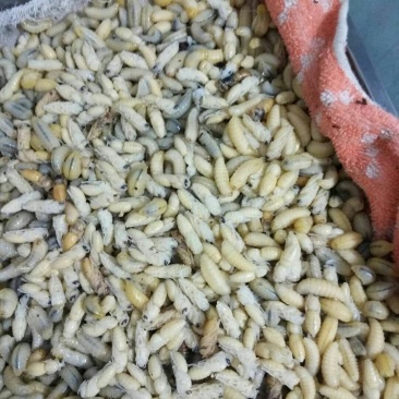 冷冻“蜂蛹”大量批发～百虫批发