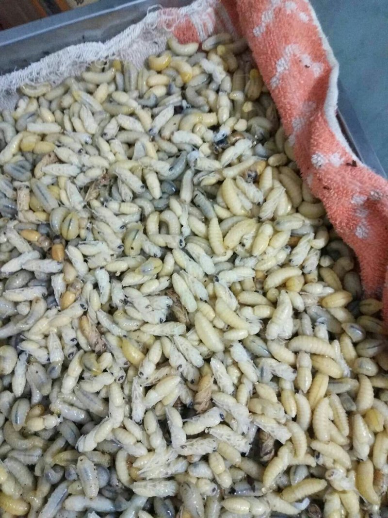 冷冻“蜂蛹”大量批发～百虫批发