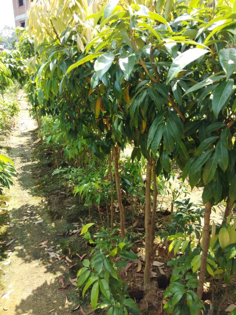 无核荔枝苗2年嫁接苗包售后种植技术指导