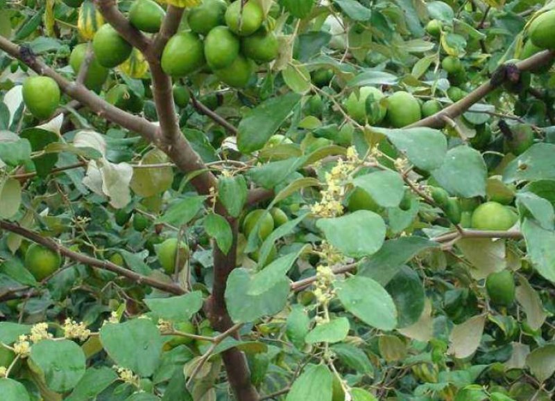青枣苗30~50cm