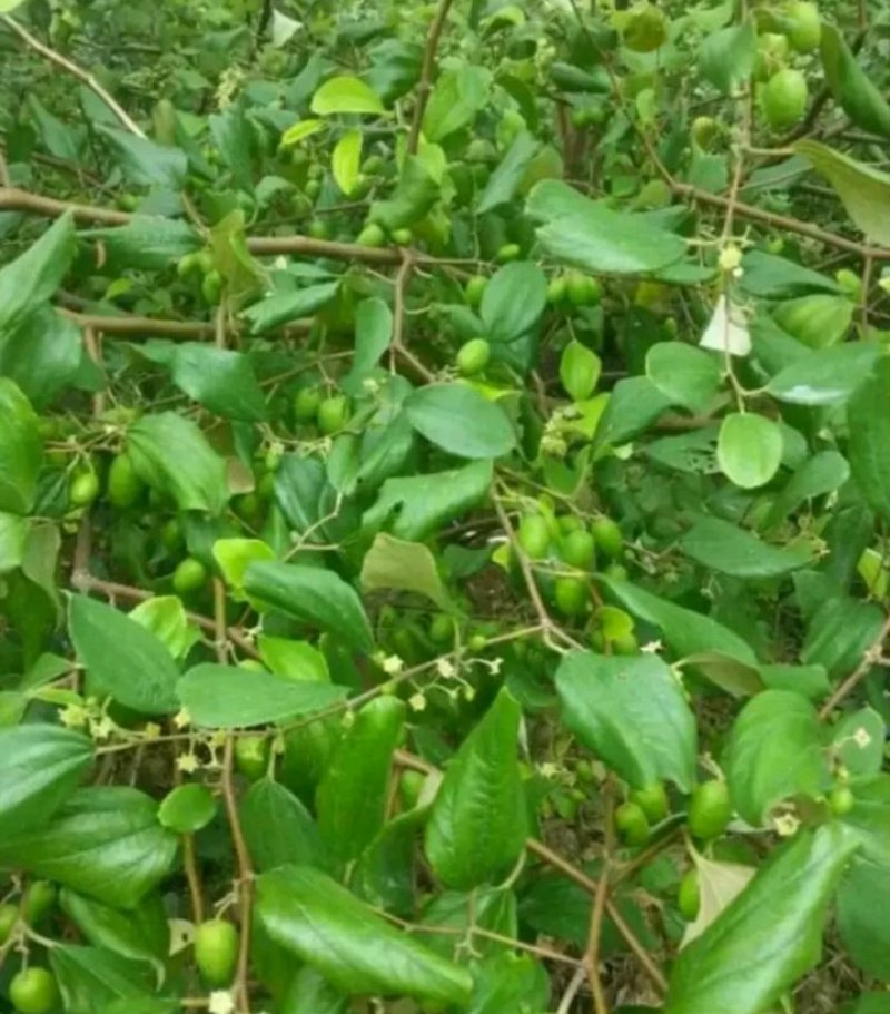 青枣苗30~50cm