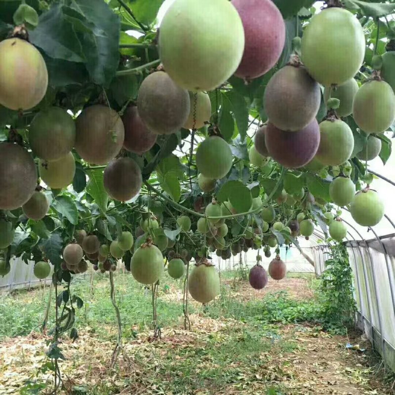百香果