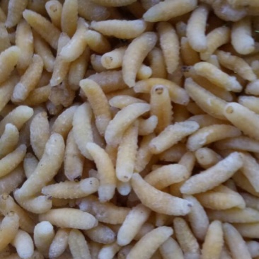 1级2级蜂蛹