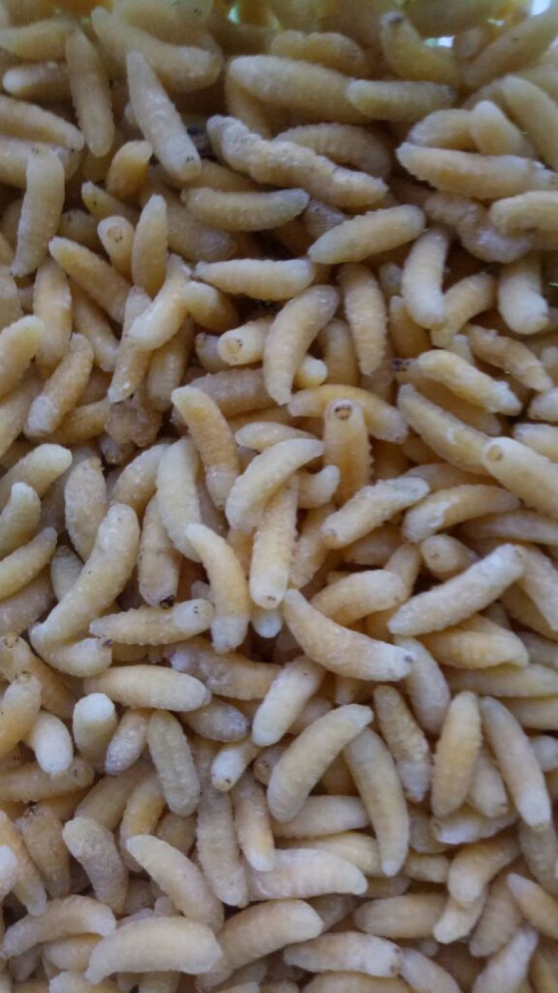 1级2级蜂蛹