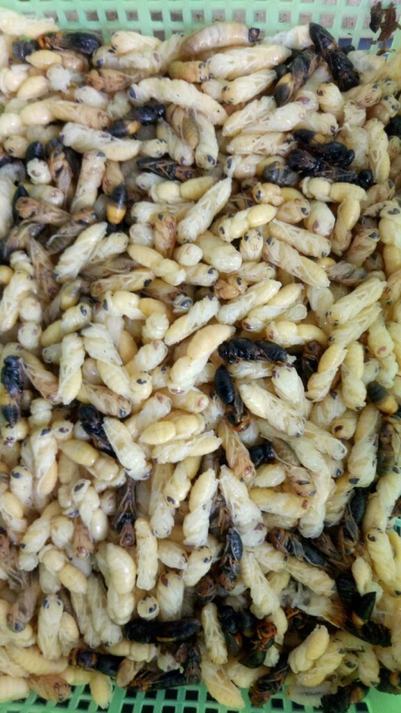 1级2级蜂蛹