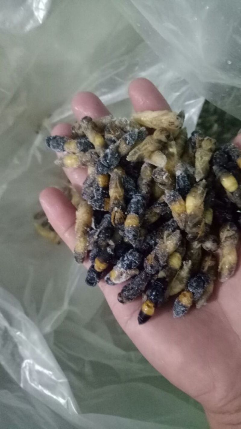 1级2级蜂蛹