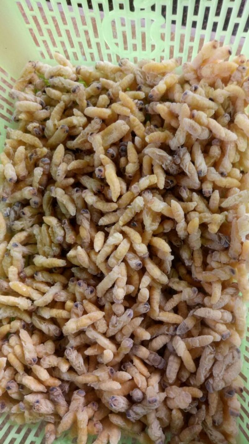1级2级蜂蛹
