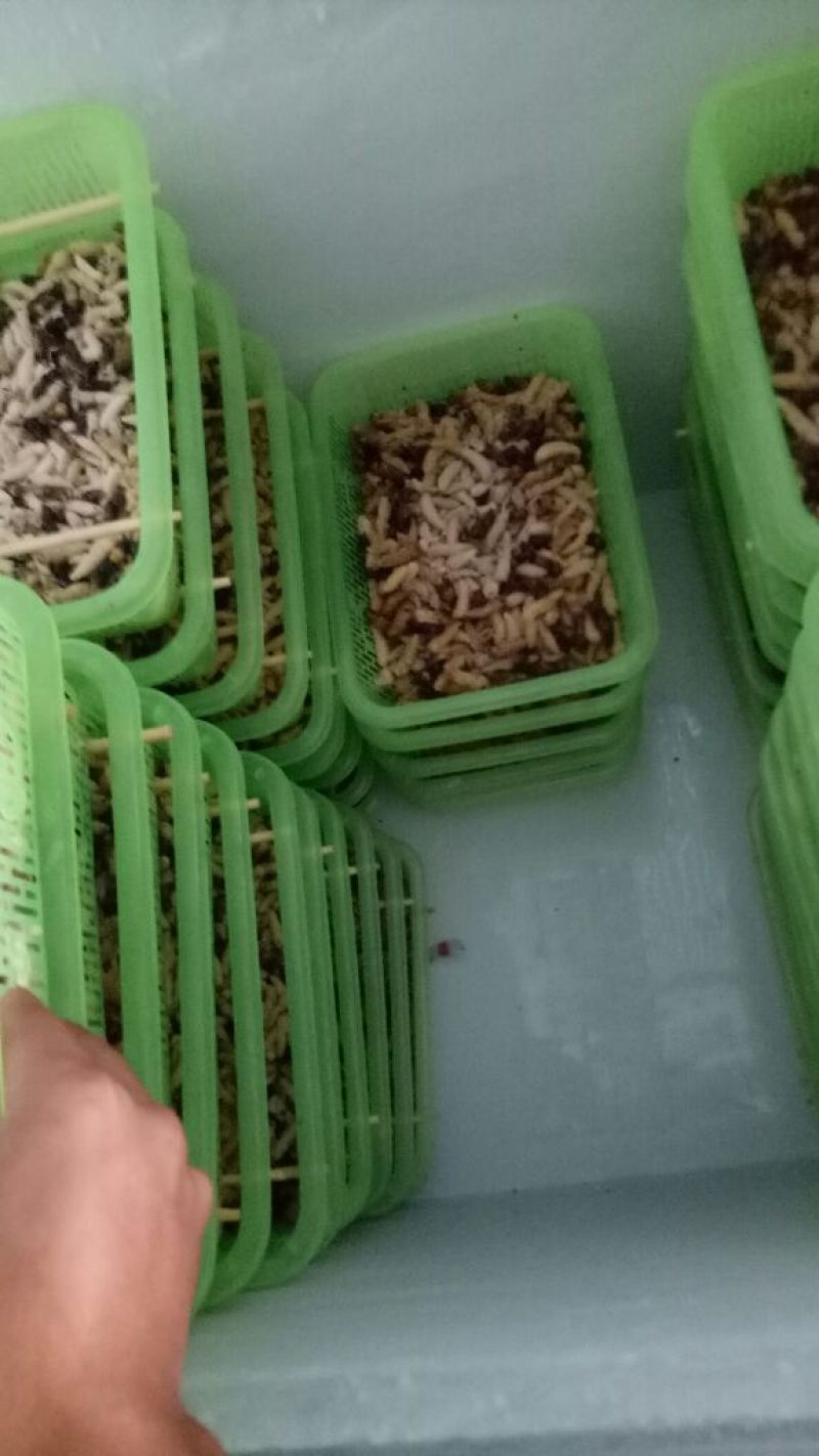 1级2级蜂蛹