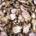 主营:大黄.红景天.手掌参.川木香.秦艽.黄柏.厚朴.