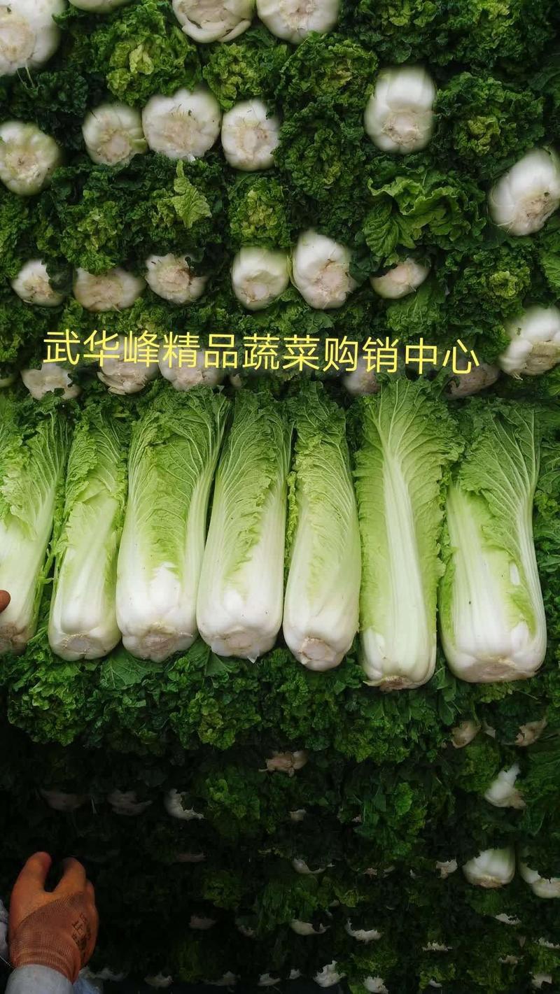 【实力】秋绿60白菜新货大量上市（散装袋装净菜质量精品